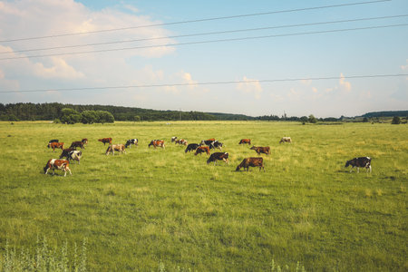 Bright summer field, blue sky and cows.の写真素材