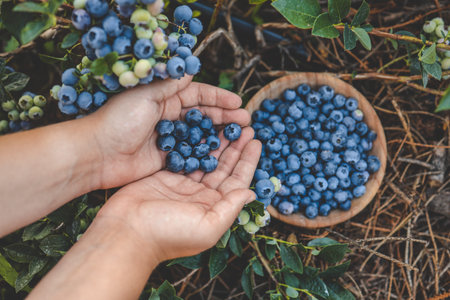 Blueberry picking, hands and juicy berry top view.の写真素材