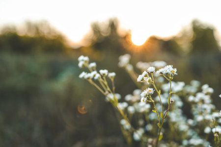 Daisies on the field at sunset, beautiful summer background.の写真素材