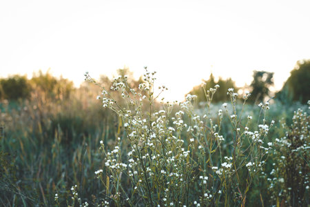 Beautiful summer background with wildflowers at sunset.