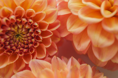 Dahlia close-up background, autumn flower.の写真素材