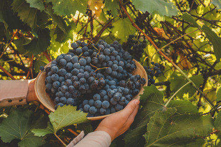 Harvest time. Bunch of grapes in the hands of the farmer.の写真素材