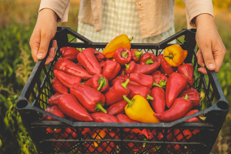 The farmer harvests the hot red pepper in the field. Autumn harvesting concept. Growing organic...