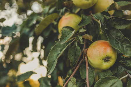 Apple on a tree at sunset background, harvest concept.の写真素材