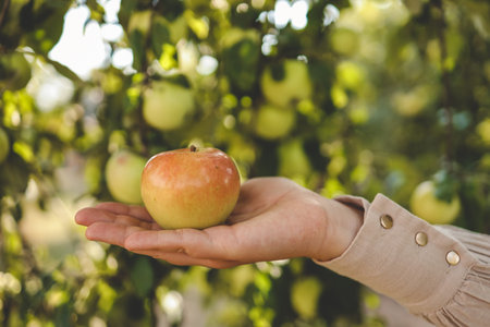 Woman picking apple from tree. Woman harvesting fruit from branch at autumn season.の写真素材