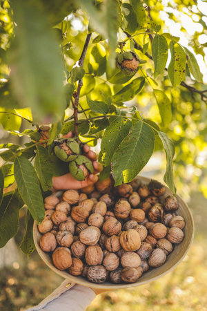 Walnut tree with big nuts in green shell close up, harvesting time.