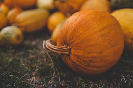 Pumpkin closeup background, harvest.