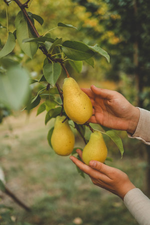 Pear harvest in an orchard; woman's hand picking up pear fruits on the background of fruit garden.