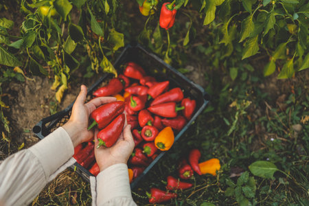 The farmer harvests the hot red pepper in the field. Autumn harvesting concept. Growing organic...