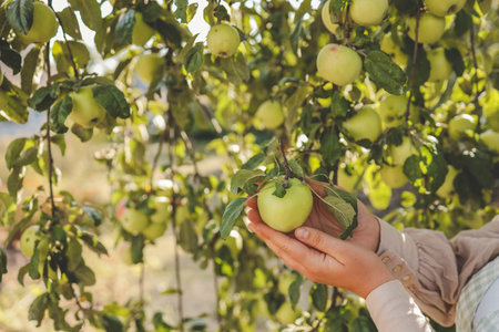 Farmer picking green apple from tree. Woman harvesting fruit from branch at autumn season.