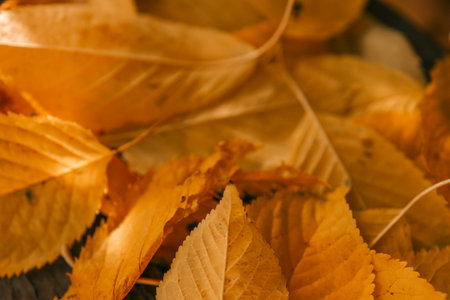 Autumn leaves on a tree, beautiful picture.