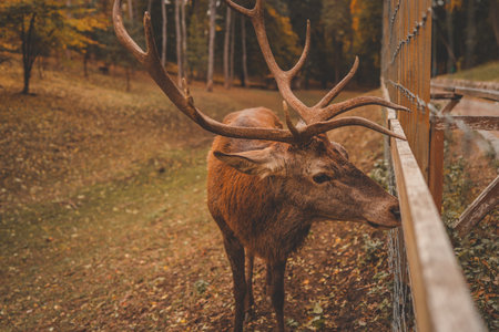 Deer Autumn Forest, beautiful picture.の写真素材
