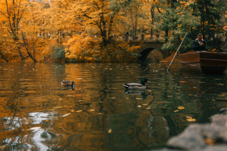 Autumn landscape, ducks on the lake.の写真素材