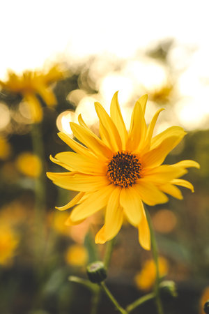 Beautiful autumn flowers in sunset background.の写真素材