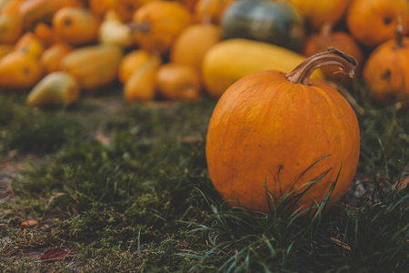Pumpkin closeup background, harvest.の写真素材