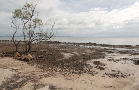 Tree on the beachの写真素材