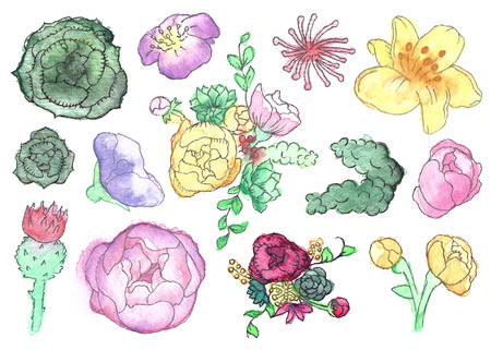 Watercolor Wildflower and Succulent Set Isolatedの写真素材