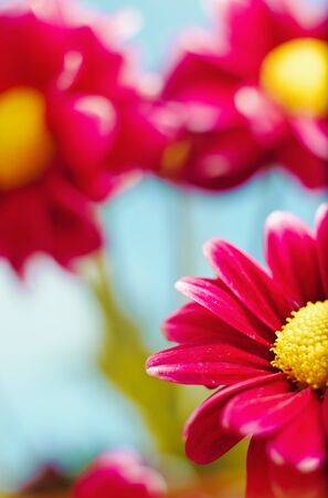 Beautiful spring chrysanthemum flowers on blue background with copyspaceの写真素材