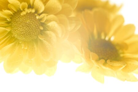 Beautiful spring chrysanthemum flowers on white background with copyspaceの写真素材
