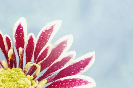 Beautiful dewy chrysanthemum flowers on blue background with copyspaceの写真素材