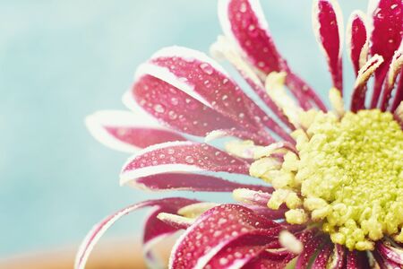 Beautiful dewy chrysanthemum flowers on blue background with copyspaceの写真素材
