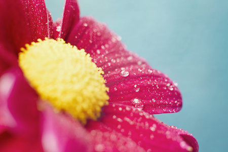 Beautiful dewy chrysanthemum flowers on blue background with copyspace