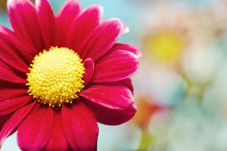 Beautiful spring chrysanthemum flowers on blue background with copyspaceの写真素材