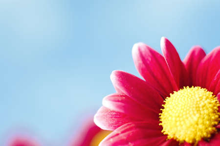 Beautiful spring chrysanthemum flowers on blue background with copyspaceの写真素材