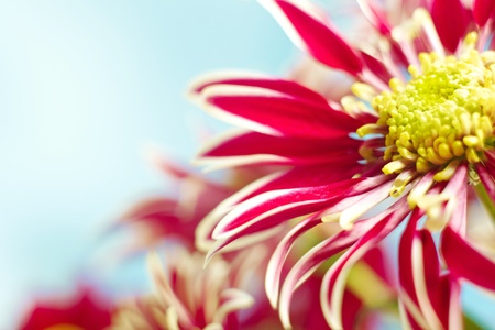 Beautiful spring chrysanthemum flowers on blue background with copyspaceの写真素材