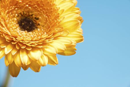 Beautiful spring gerbera flower on cloudy blue background with copy spaceの写真素材