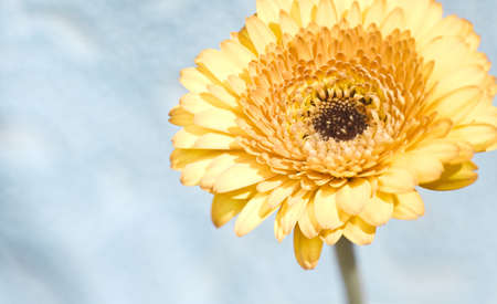 Beautiful spring gerbera flower on cloudy blue background with copy spaceの写真素材