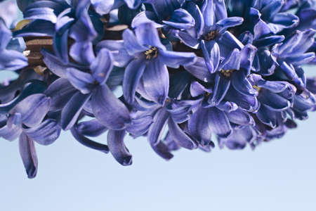 Beautiful blue spring hyacinth flower on cloudy blue background with copy spaceの写真素材