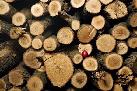 Beautiful Easter egg on trunksの写真素材