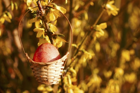 Beautiful easter egg in little basketの写真素材