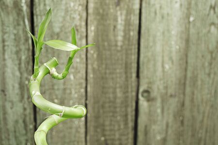 Beautiful lucky bamboo on rustic wooden backgroundの写真素材