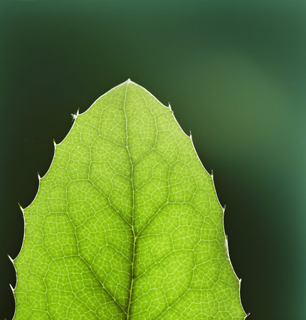 Beautiful green leaf texture with copyspace