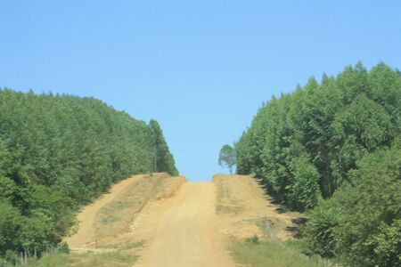 Dirty road in a forestの写真素材