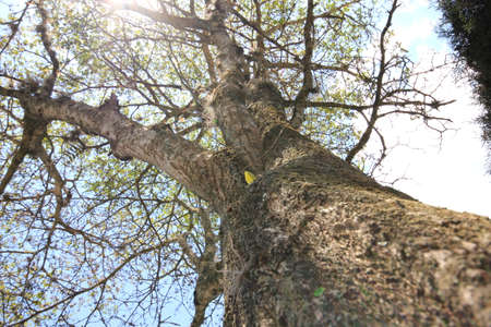 treeの写真素材