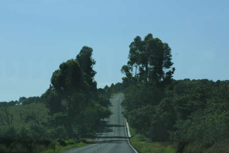 Road with treesの写真素材