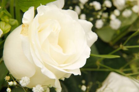 white roseの写真素材