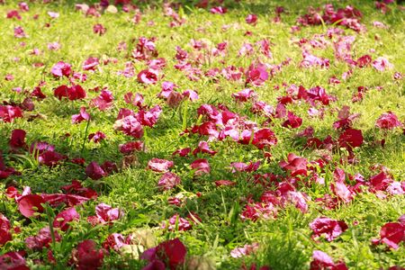 Bunch of flowers on the groundの写真素材