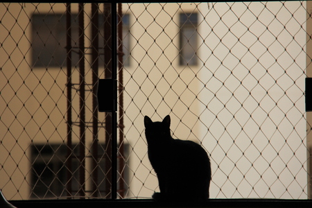cat silhouetteの写真素材