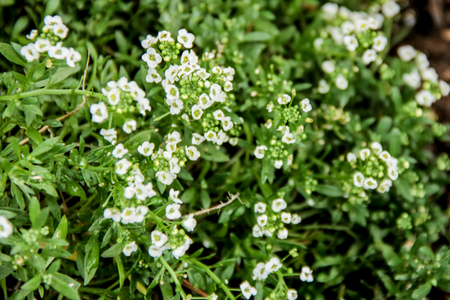 mini flowersの写真素材