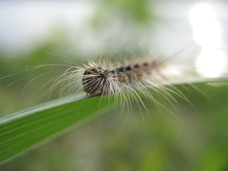 caterpillar