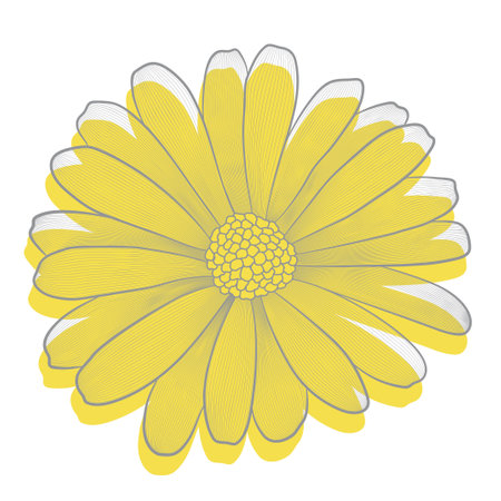 Vector cortular decorative flower. Yellow element on a white backgroundのイラスト素材