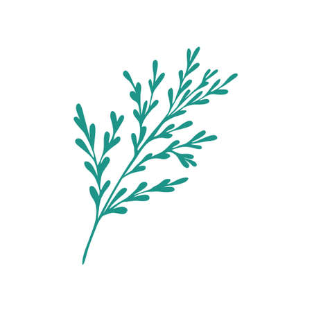 Graceful green twig. Contour leaves. Vector isolated element. Garden plant. Summer or spring designのイラスト素材
