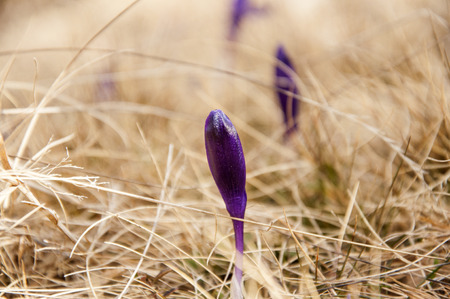 View of magic, beautiful purple mountain wild flowers crocus( Crocus sativus)の写真素材