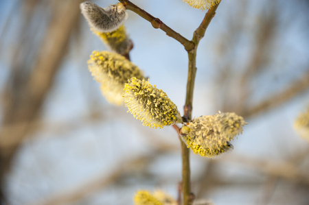 Pussywillow branches  (Salix caprea) in early spring nature. Pussy-willow branch and Blue Sky macro.の写真素材