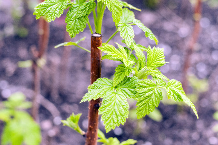 Young sprout of  raspberries  in spring on a blurred backgroundの写真素材