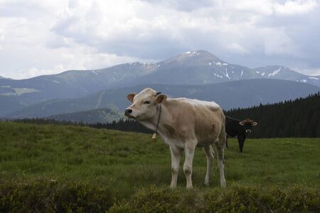 Cows grazing on hills meadow, in the background the beautiful mountains landscape. Herd of cows grazing in hills.の写真素材